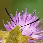 J’ai croisé un Papillon Colibri Papillon Colibri (Moro-Sphinx) butinant