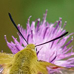 Papillon Colibri (Moro-Sphinx) butinant