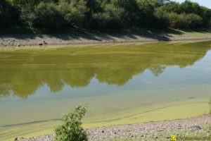 03 - Algues vertes dans un lac pour eau potable