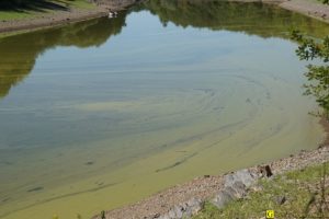 04 - Algues vertes dans un lac pour eau potable