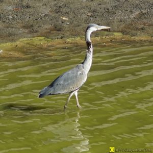 Héron blessé au cou - 01