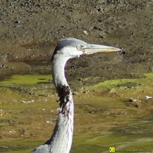 Héron blessé au cou - 02