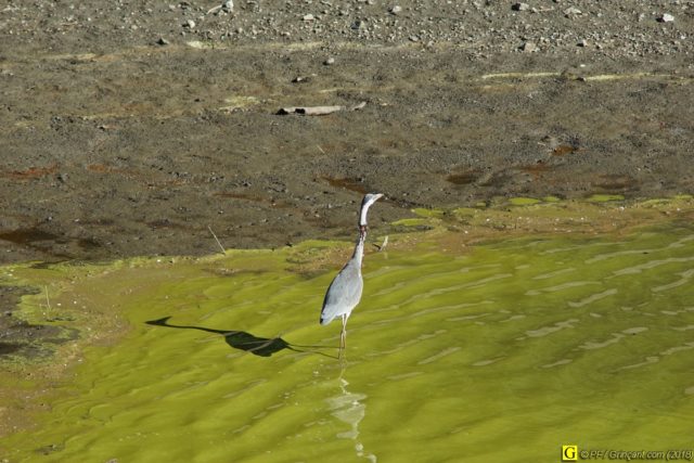 Héron blessé au cou se déplaçant dans l'eau polluée