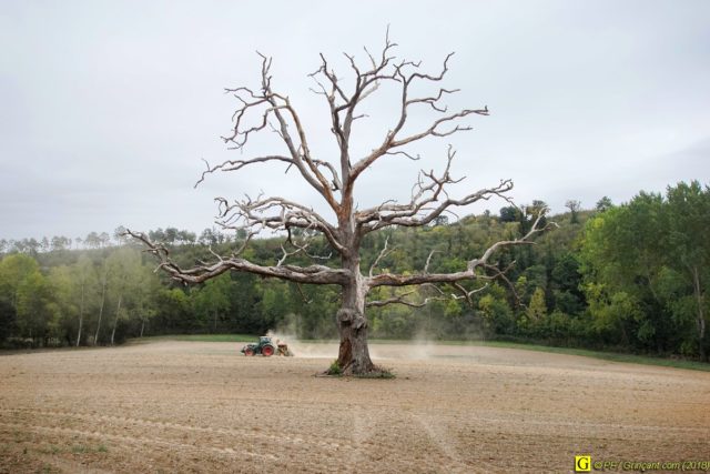 Sa Majesté l'Arbre mort