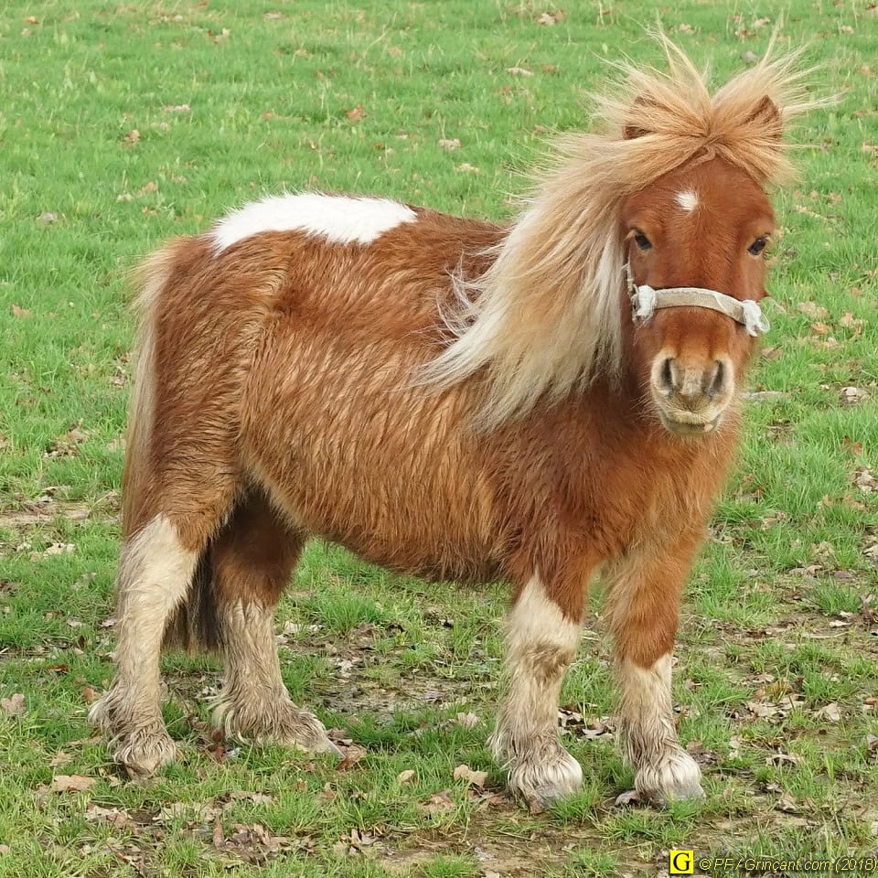 Joyeux Noël petit poney !