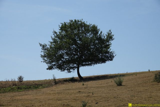 Mes arbres de juillet 2019 – 2