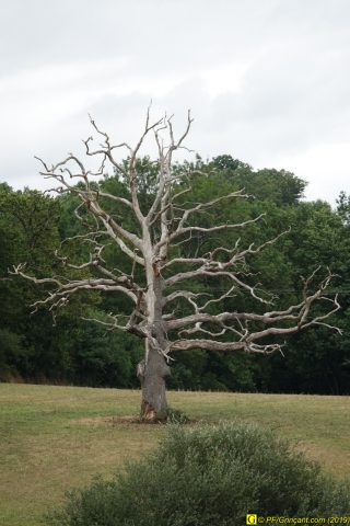 Mes arbres de juillet 2019 – 3