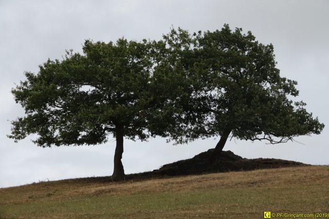 Mes arbres de juillet 2019 – 4