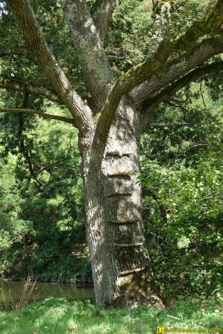4 – Échelle vers la cime