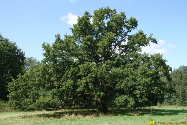 6 – Mon arbre, un chêne majestueux