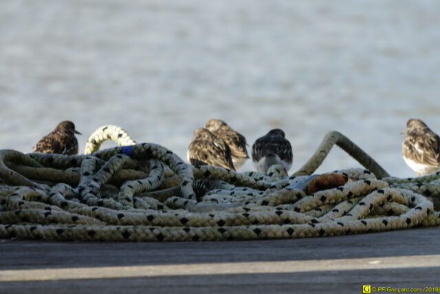 À Saint-Gilles-Croix-de-Vie,  un  10 novembre 2019 – 06