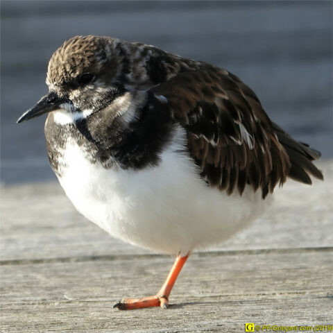 À Saint-Gilles-Croix-de-Vie,  un  10 novembre 2019 – 27