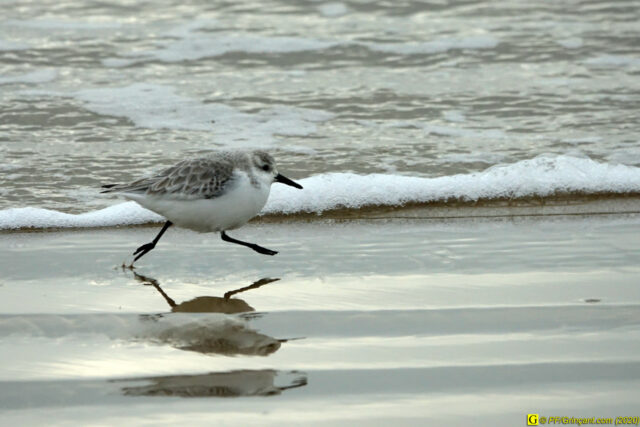 Bécasseau sanderling