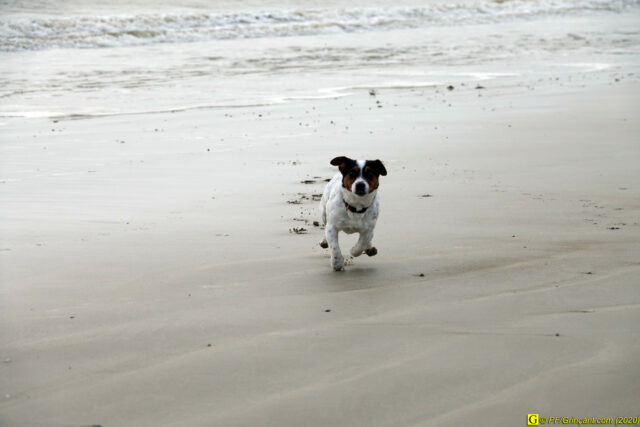 Un Jack Russell nommé Pongo