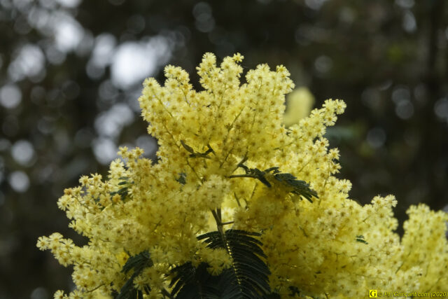 Mimosa en fleur