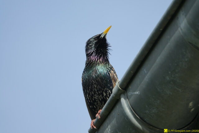 Jour de printemps confiné — 1