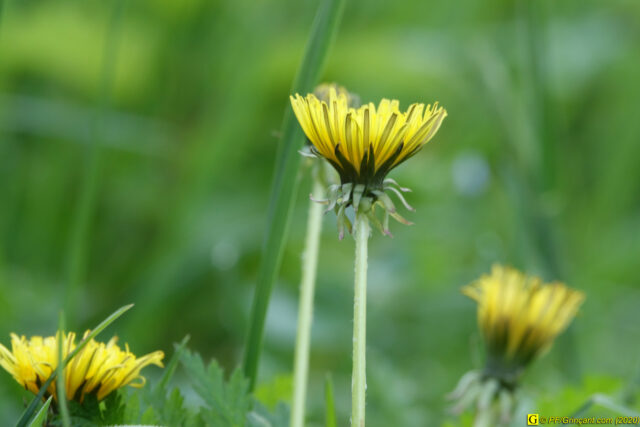 Jour de printemps confiné — 3