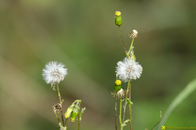 Jour de printemps confiné — 4