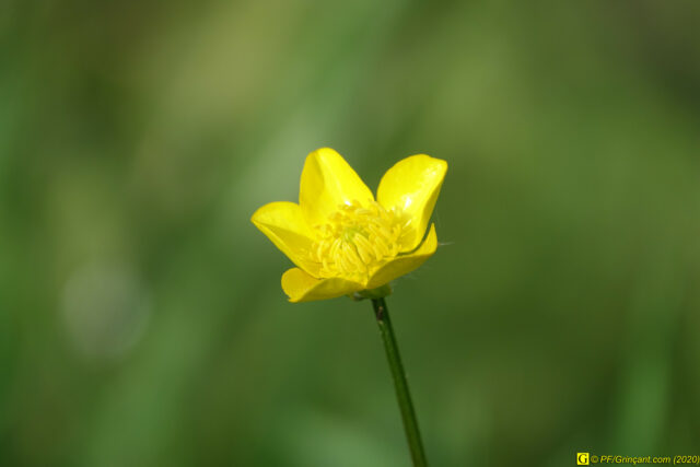 Jour de printemps confiné — 5