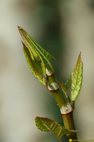 Jour de printemps confiné — 6