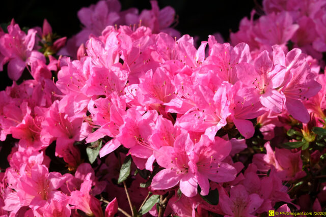 Jour de printemps confiné — 7