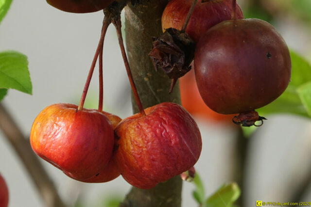 Jour de printemps confiné — 8