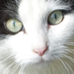 Le ricanement du canard, le regard du chat Regard de chat