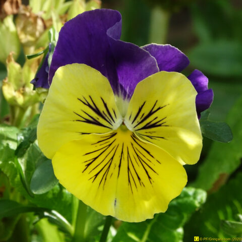 18 – Une pensée, rien que pour vous