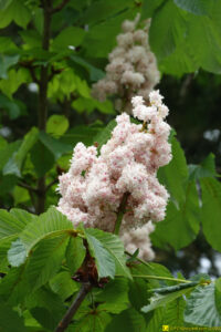 Fleurs (1) – 25/04/2020