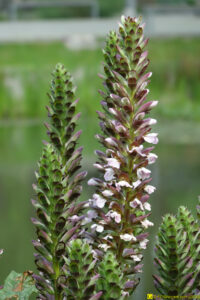 Fleurs (2) – 25/04/2020