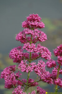 Fleurs (3) – 25/04/2020