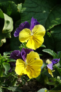 Fleurs (4) – 25/04/2020