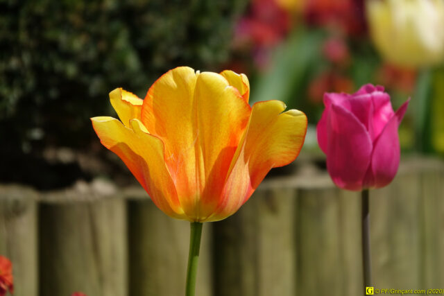 Tulipes, dans un massif