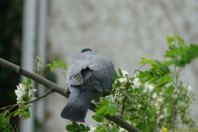 Pigeon boudeur