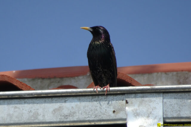 01 – Je vous déconfine dans un rayon d'un kilomètre - 14/04/2020 PM