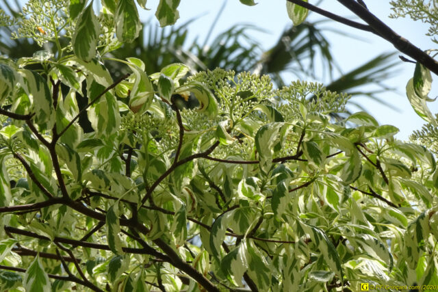 05 – Je vous déconfine dans un rayon d'un kilomètre - 14/04/2020 PM