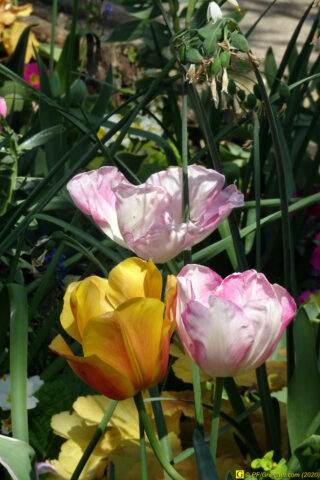 06 – Je vous déconfine dans un rayon d'un kilomètre - 14/04/2020 PM