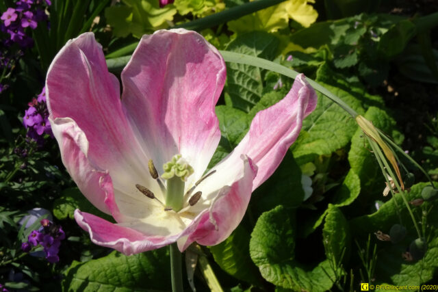 07 – Je vous déconfine dans un rayon d'un kilomètre - 14/04/2020 PM