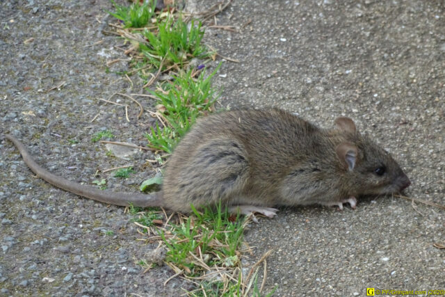 11 – Je vous déconfine dans un rayon d'un kilomètre - 14/04/2020 PM