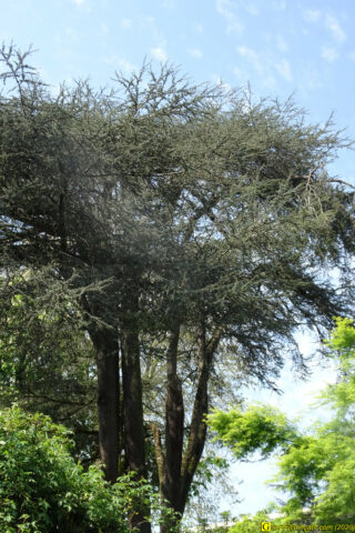 12 – Je vous déconfine dans un rayon d'un kilomètre - 14/04/2020 PM