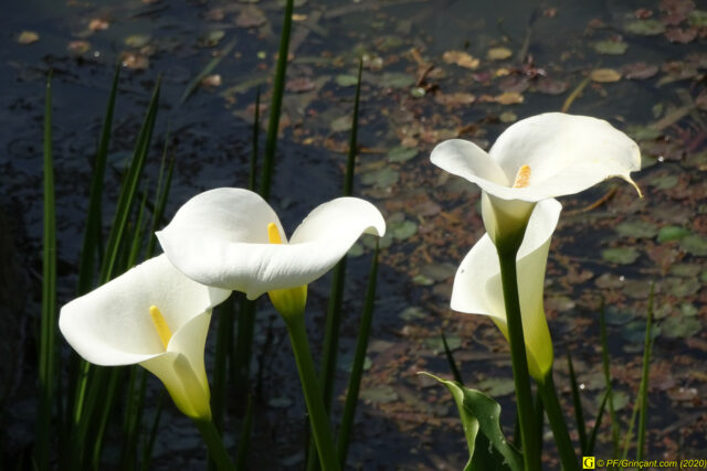 15 – Je vous déconfine dans un rayon d'un kilomètre - 14/04/2020 PM