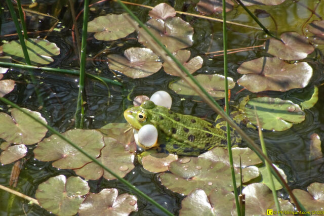 16 – Je vous déconfine dans un rayon d'un kilomètre - 14/04/2020 PM