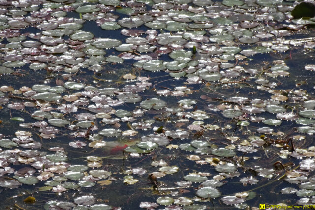 17 – Je vous déconfine dans un rayon d'un kilomètre - 14/04/2020 PM