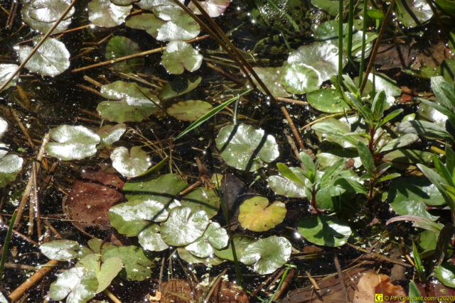 18 – Je vous déconfine dans un rayon d'un kilomètre - 14/04/2020 PM