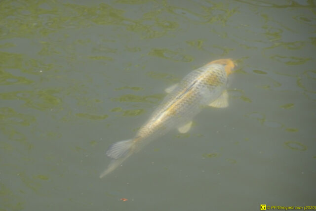 19 – Je vous déconfine dans un rayon d'un kilomètre - 14/04/2020 PM
