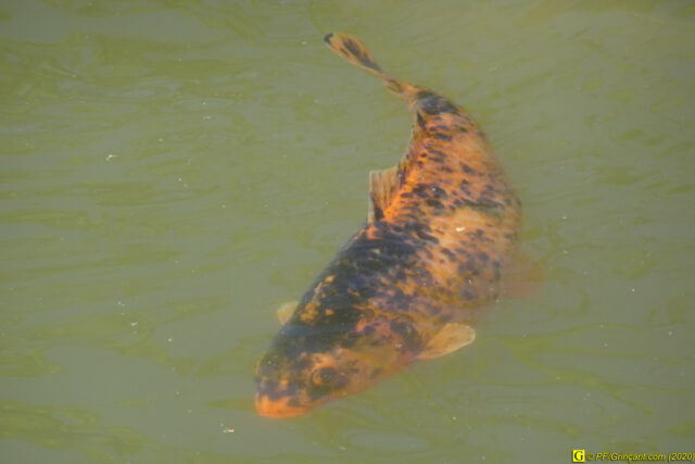 20 – Je vous déconfine dans un rayon d'un kilomètre - 14/04/2020 PM