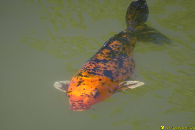 21 – Je vous déconfine dans un rayon d'un kilomètre - 14/04/2020 PM