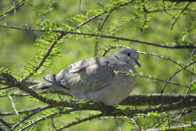 22 – Je vous déconfine dans un rayon d'un kilomètre - 14/04/2020 PM