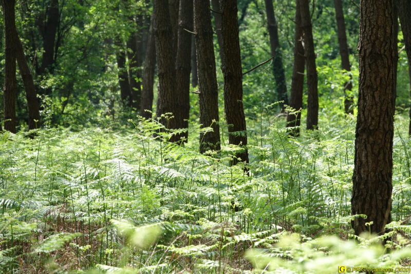 1 – Balade déconfinée en forêt