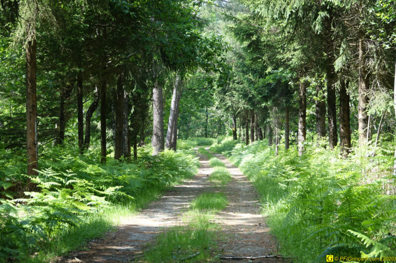 2 – Balade déconfinée en forêt